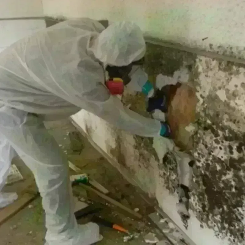 Mold Remediation and Removal in Dobson, NC